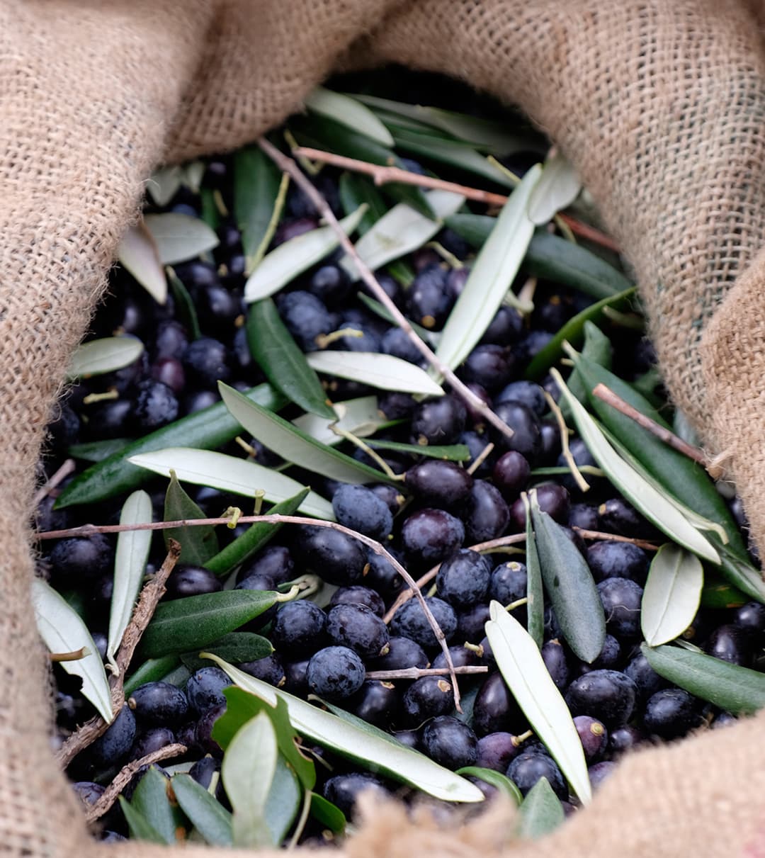 Taggiasca Olives